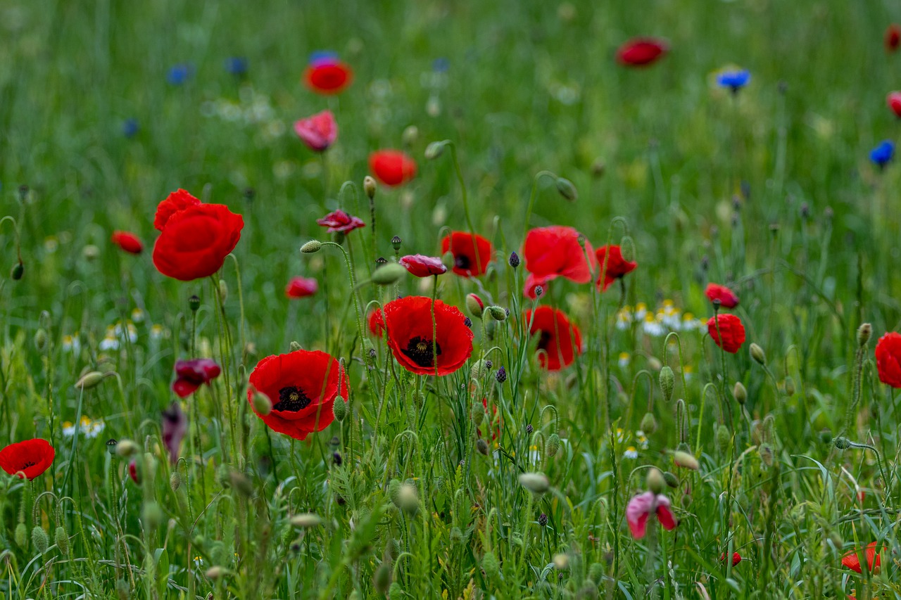 poppy  flower meadow  nature free photo