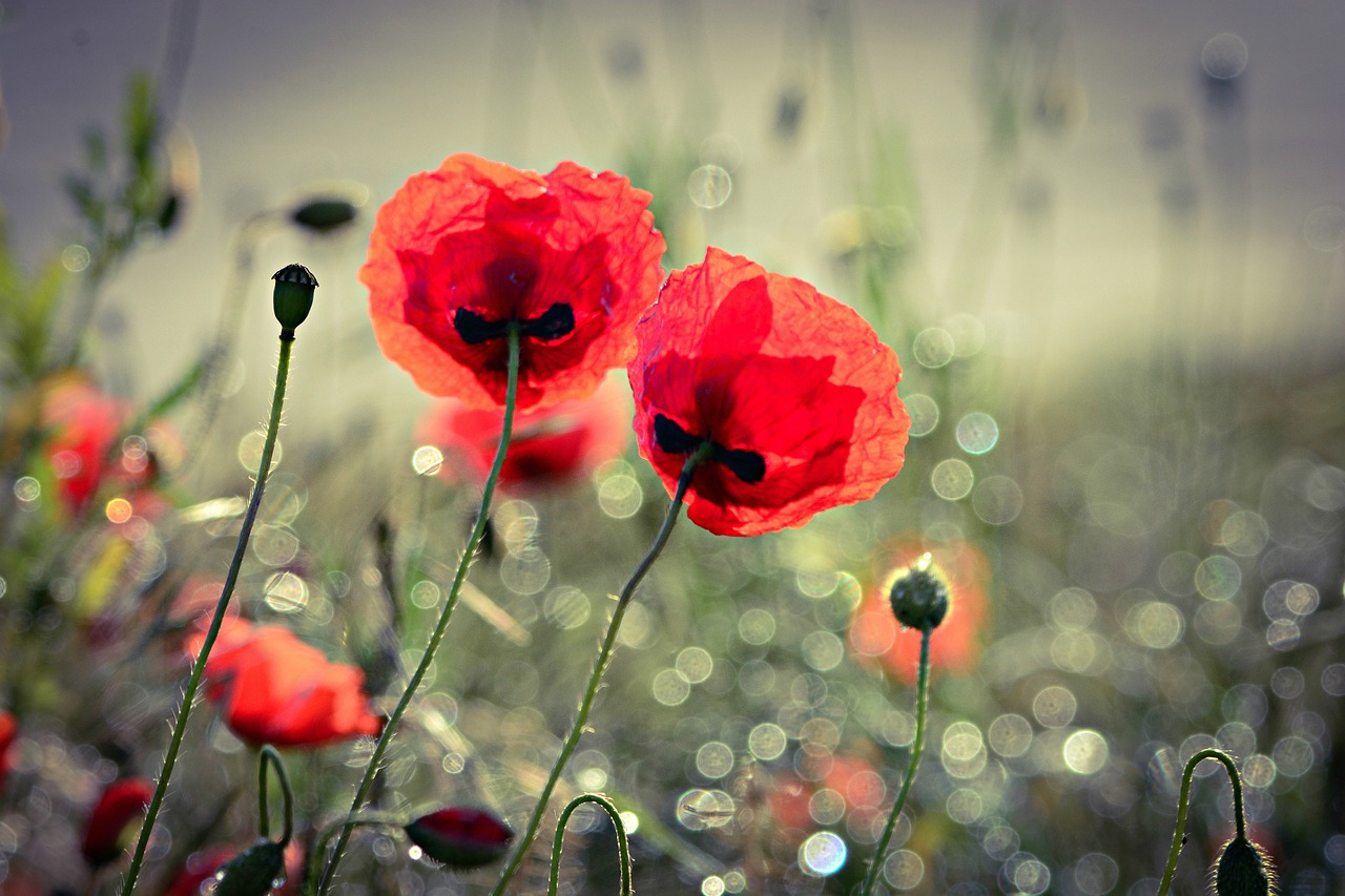 poppy  flower  plant free photo