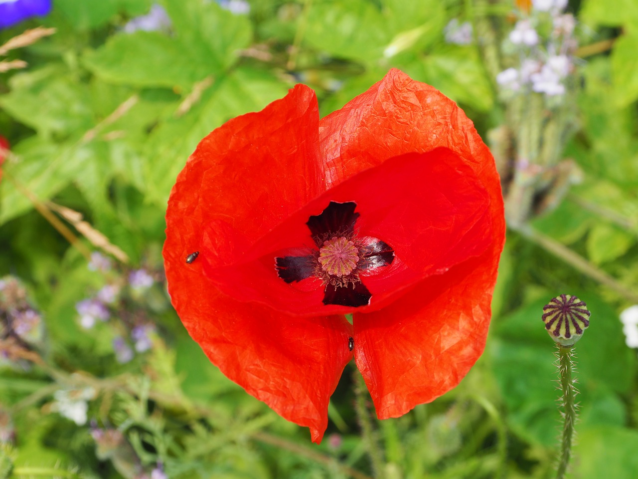 poppy  close up  red free photo