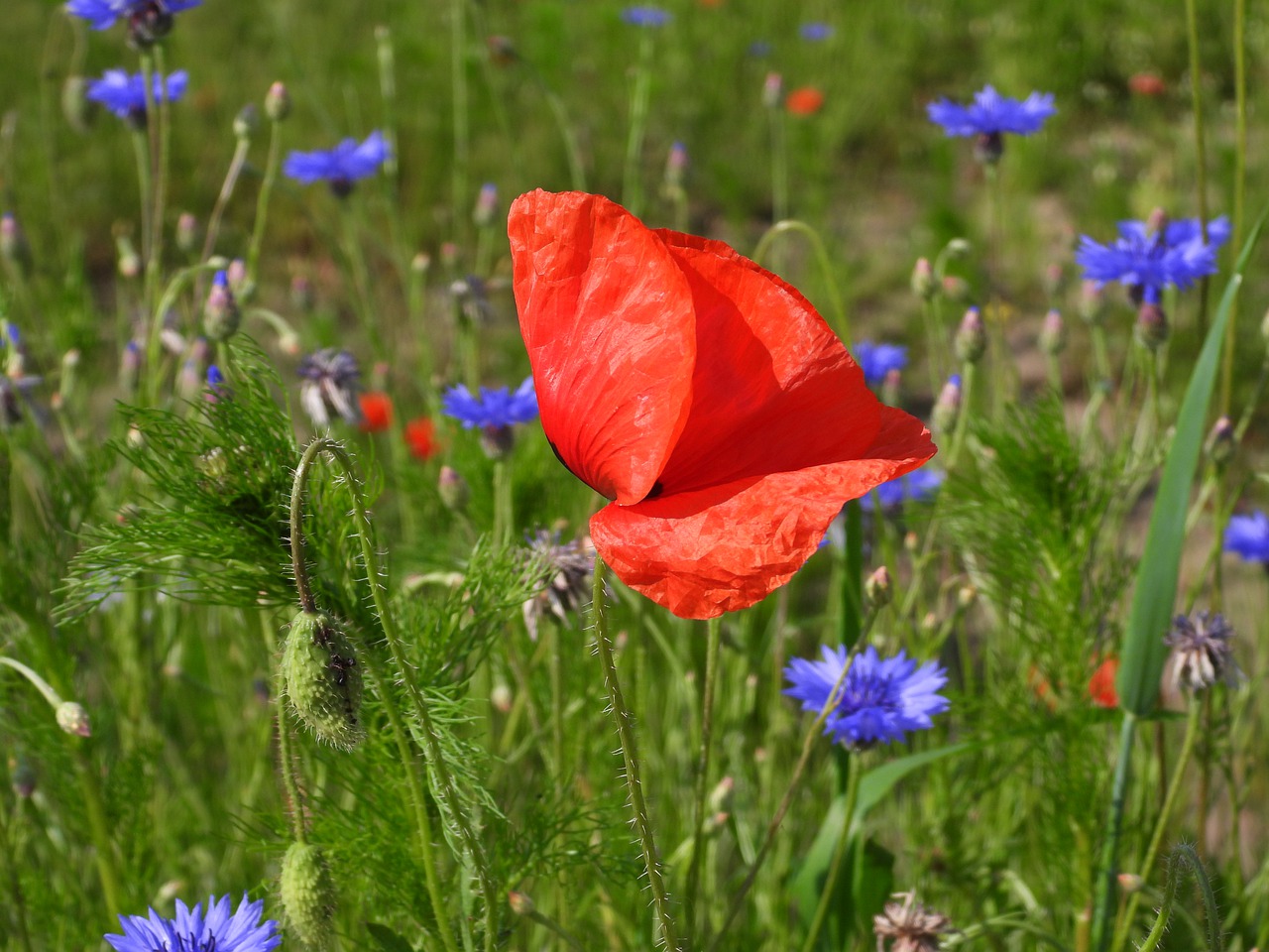 poppy  cornflowers  polyana free photo