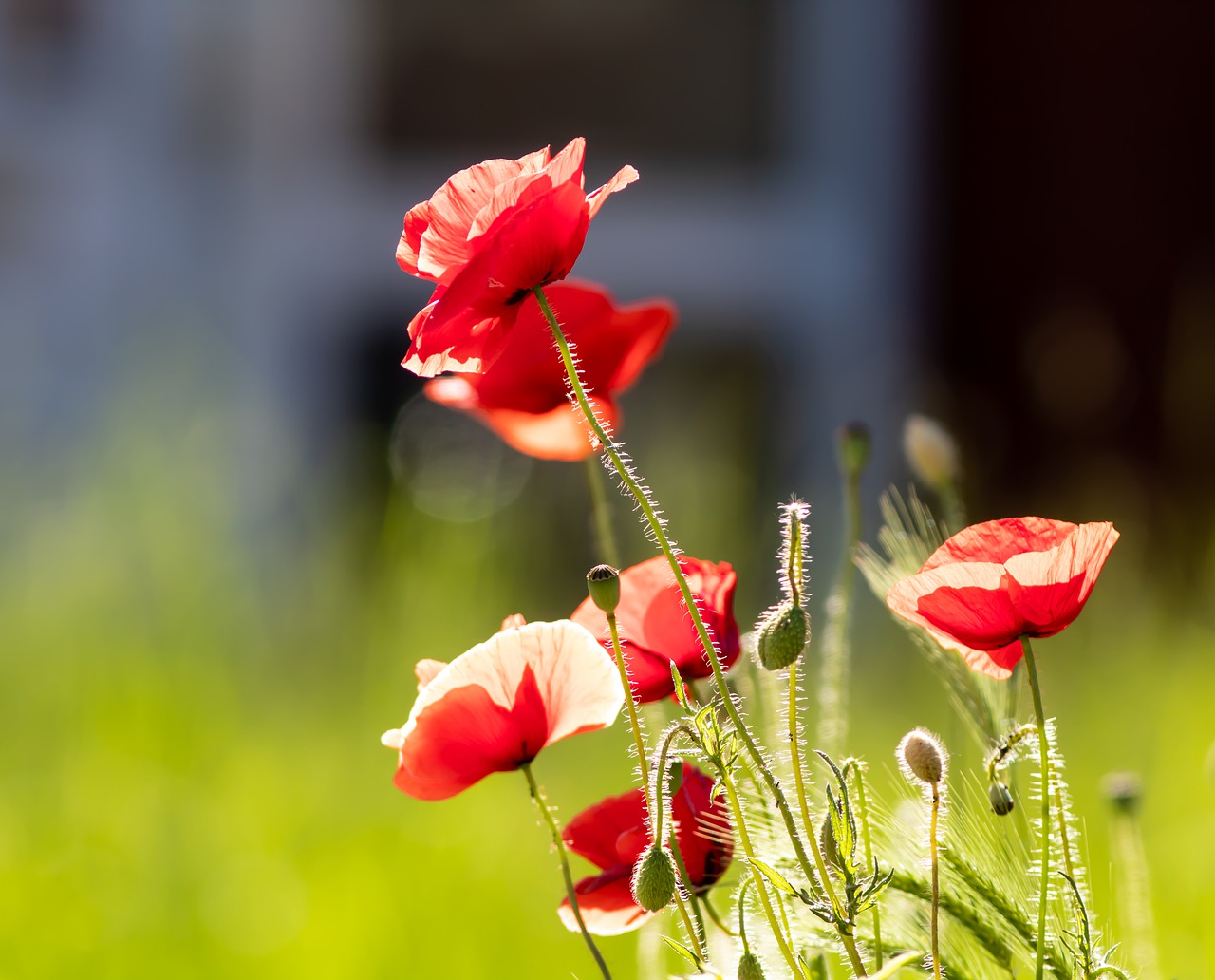 poppy  red flowers  sunshine free photo