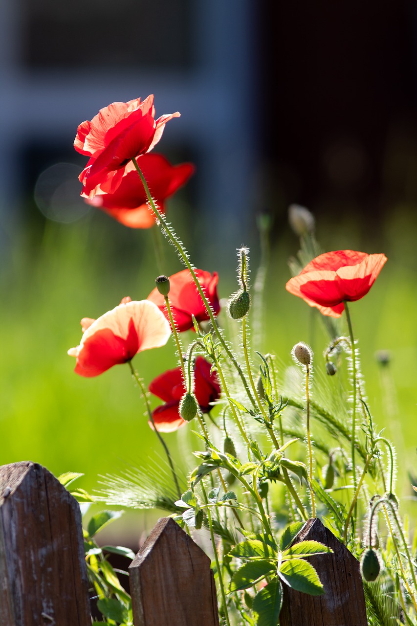 poppy  red flowers  sunshine free photo