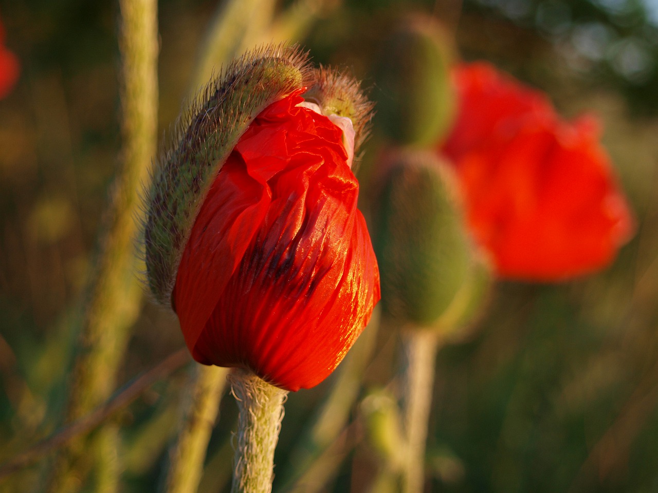 poppy  poppy flower  red free photo