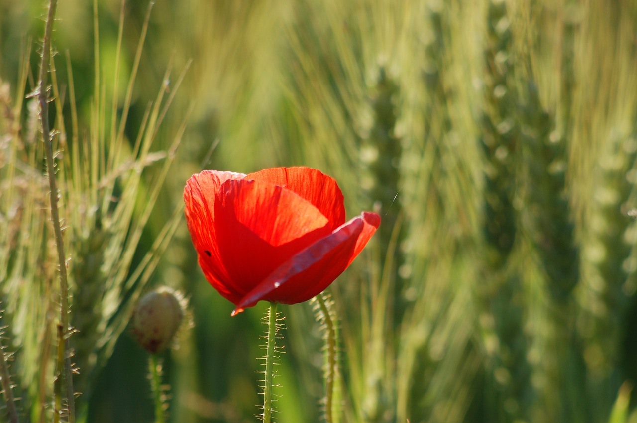 poppy  ears  cereals free photo