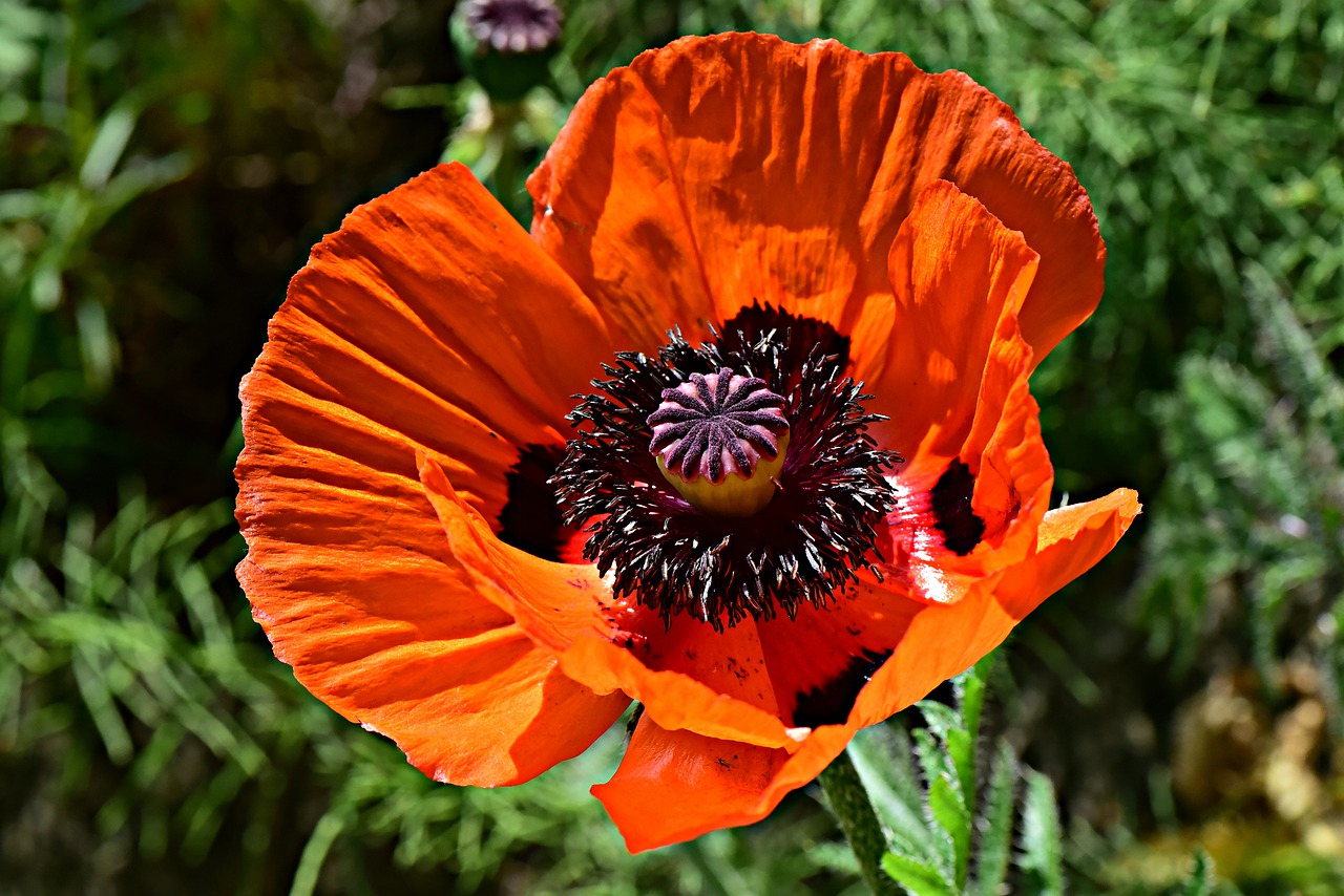 poppy  flower  plant free photo