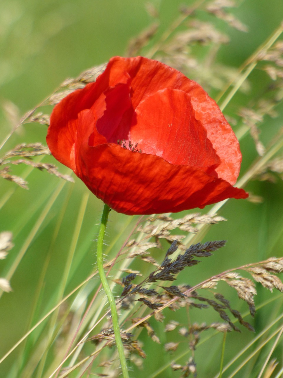 poppy  flower  fleuri free photo