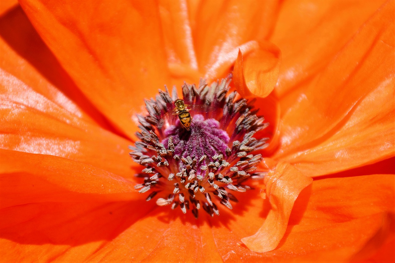 poppy  flower  bee free photo