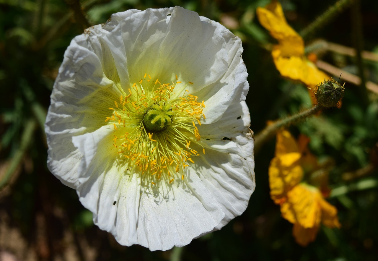 poppy  flower  flora free photo