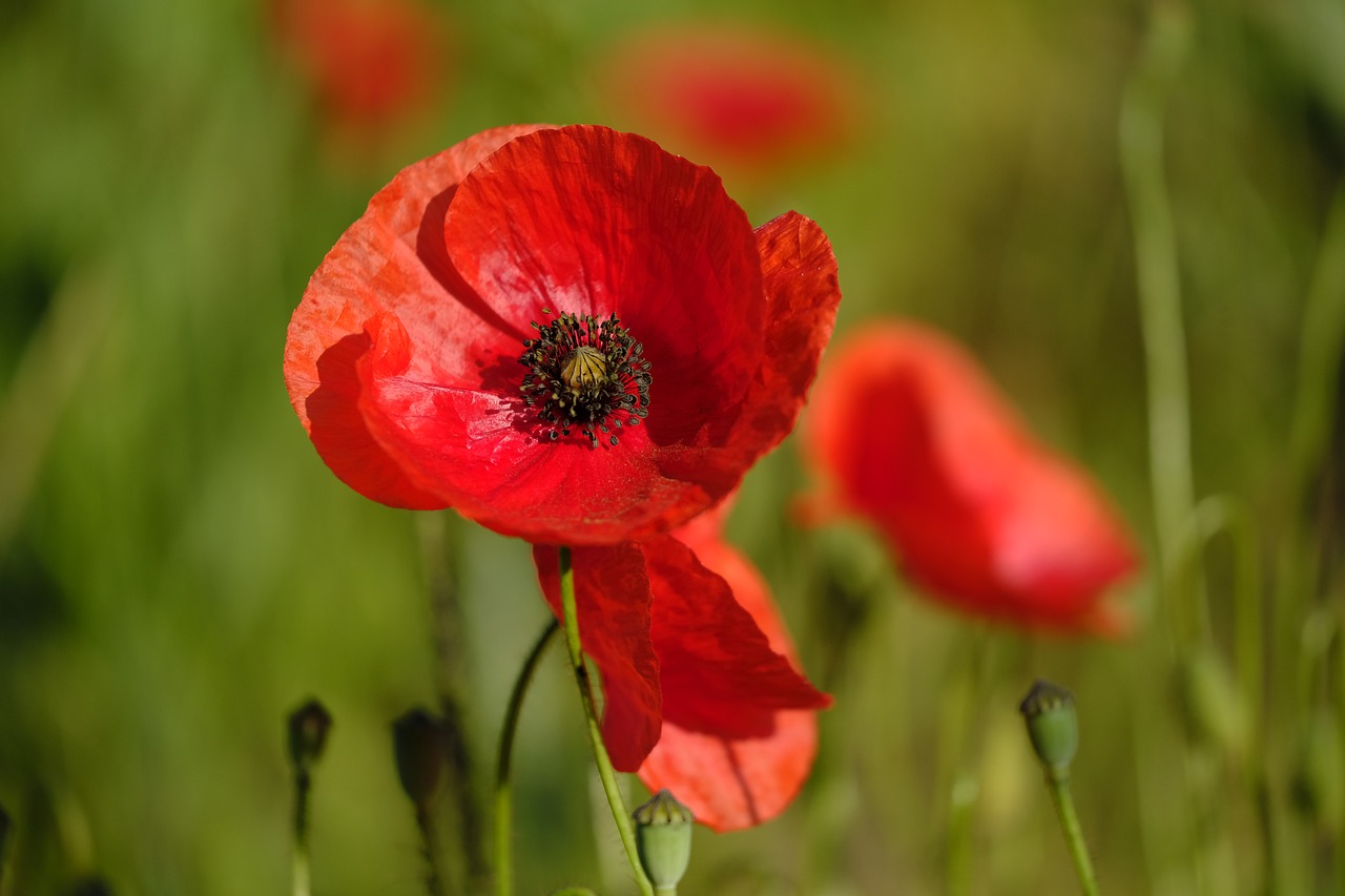 poppy  flower  blossom free photo