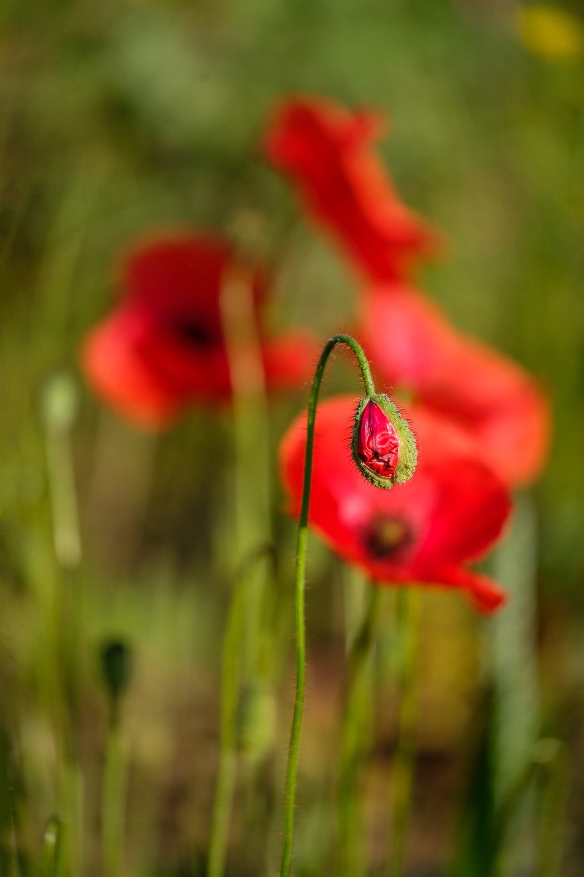 poppy  flower  blossom free photo