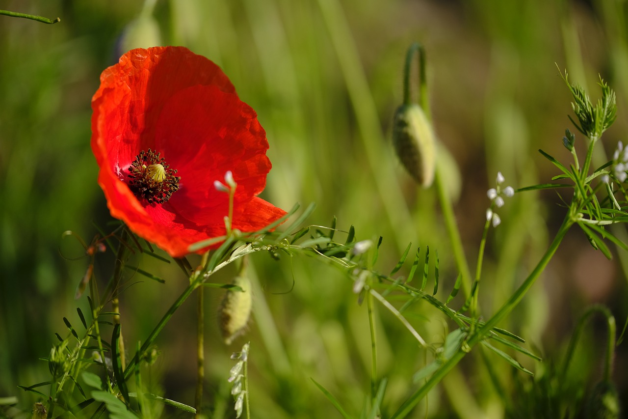 poppy  flower  blossom free photo