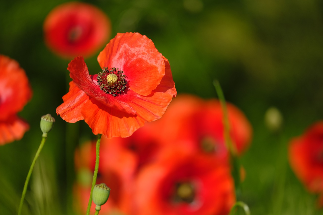 poppy  flower  blossom free photo