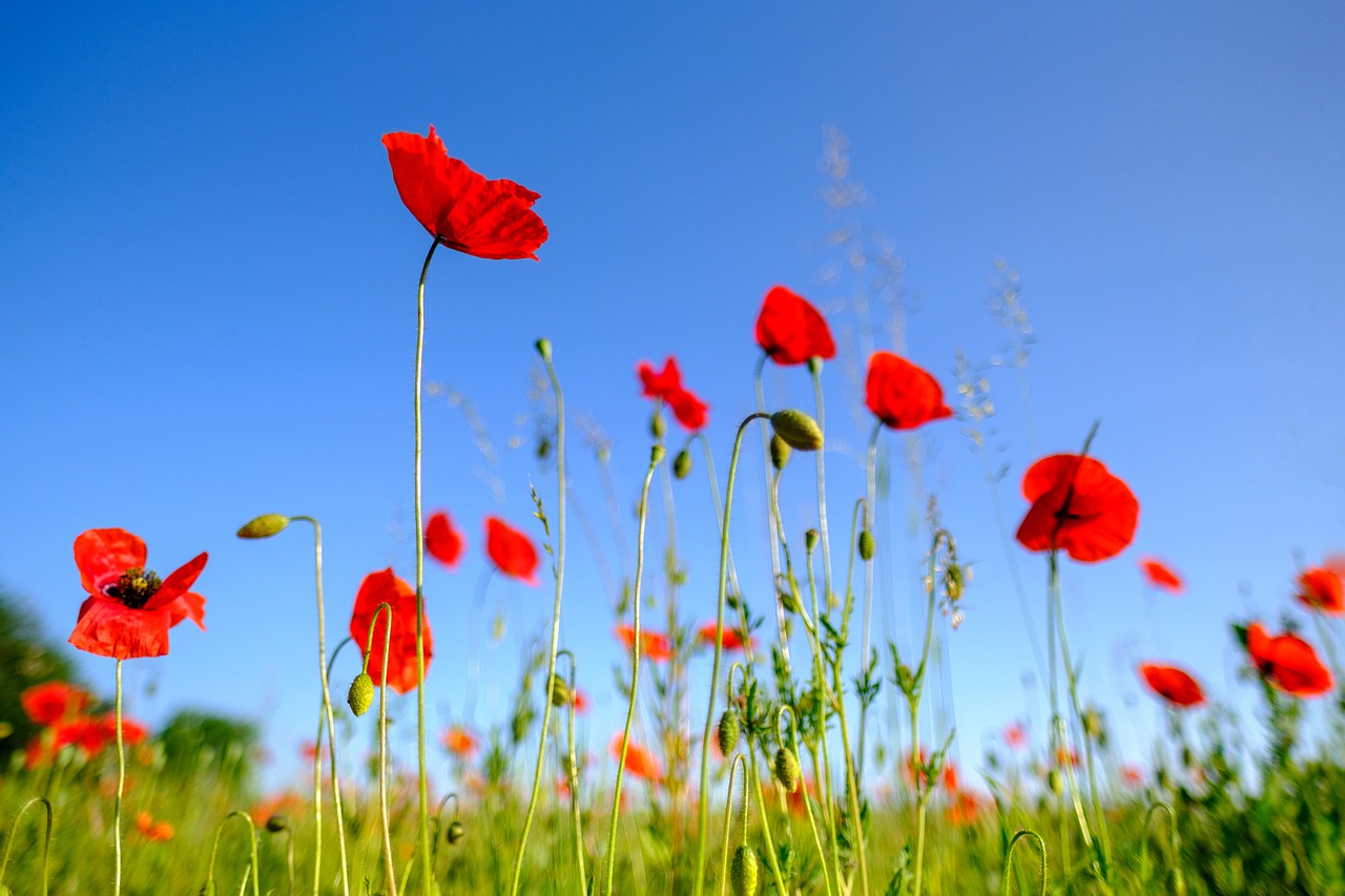 poppy  flower  blossom free photo