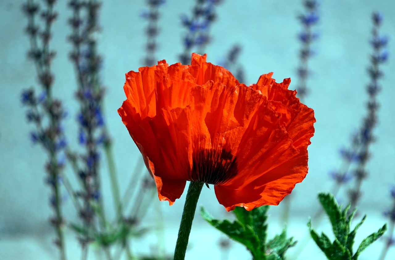 poppy  blossom  bloom free photo