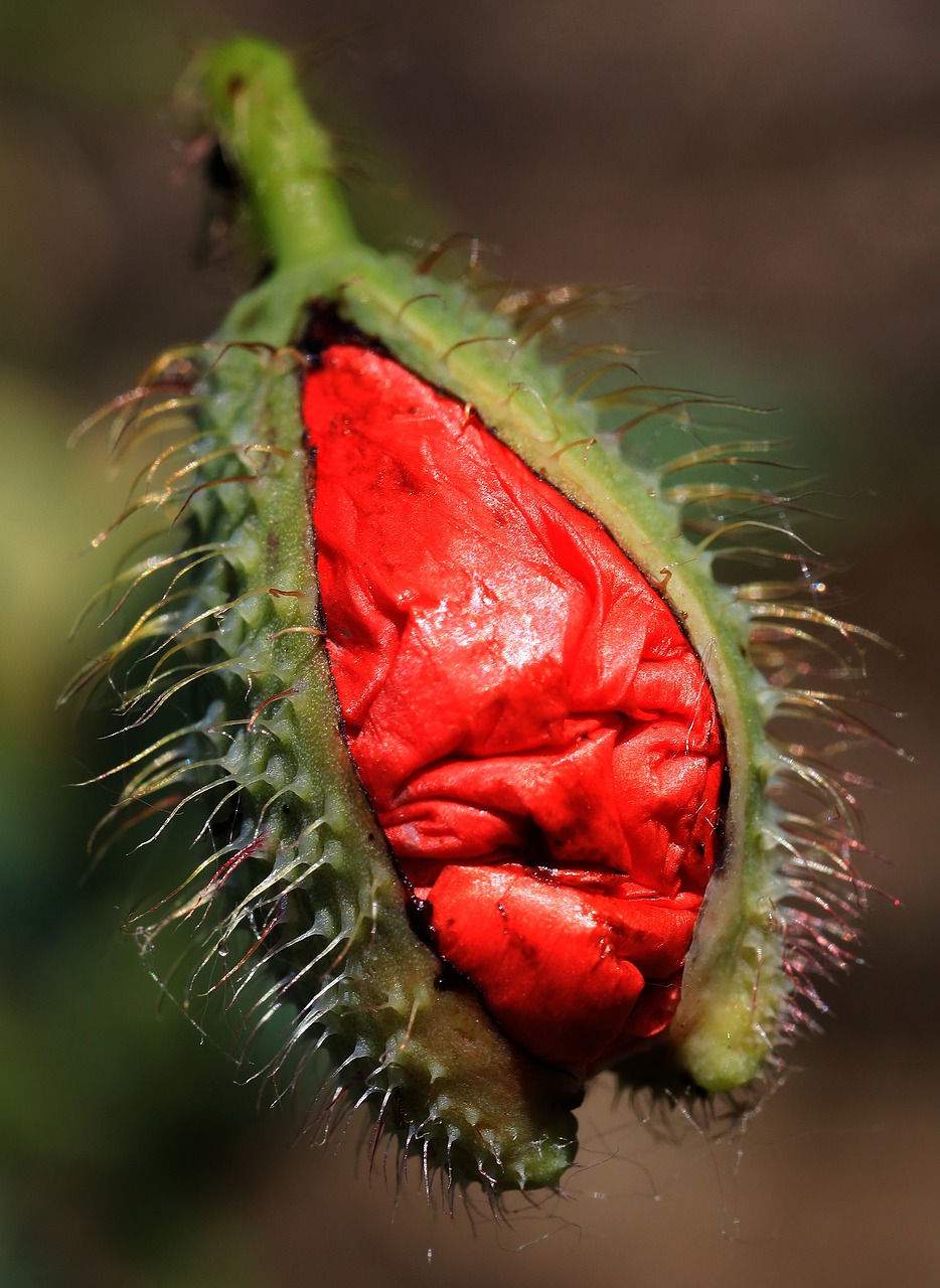 poppy  blossom  bloom free photo