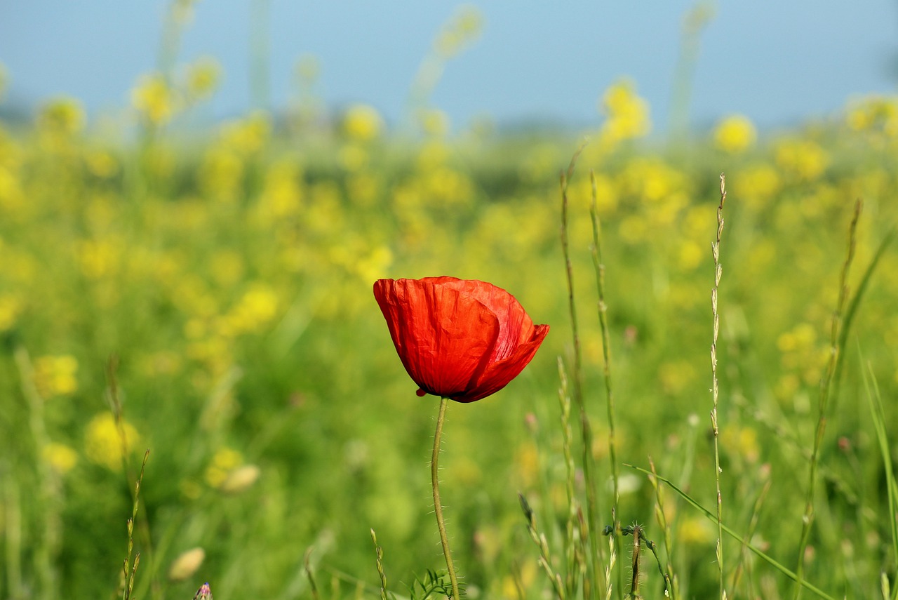 poppy  flower field  rapeseed free photo