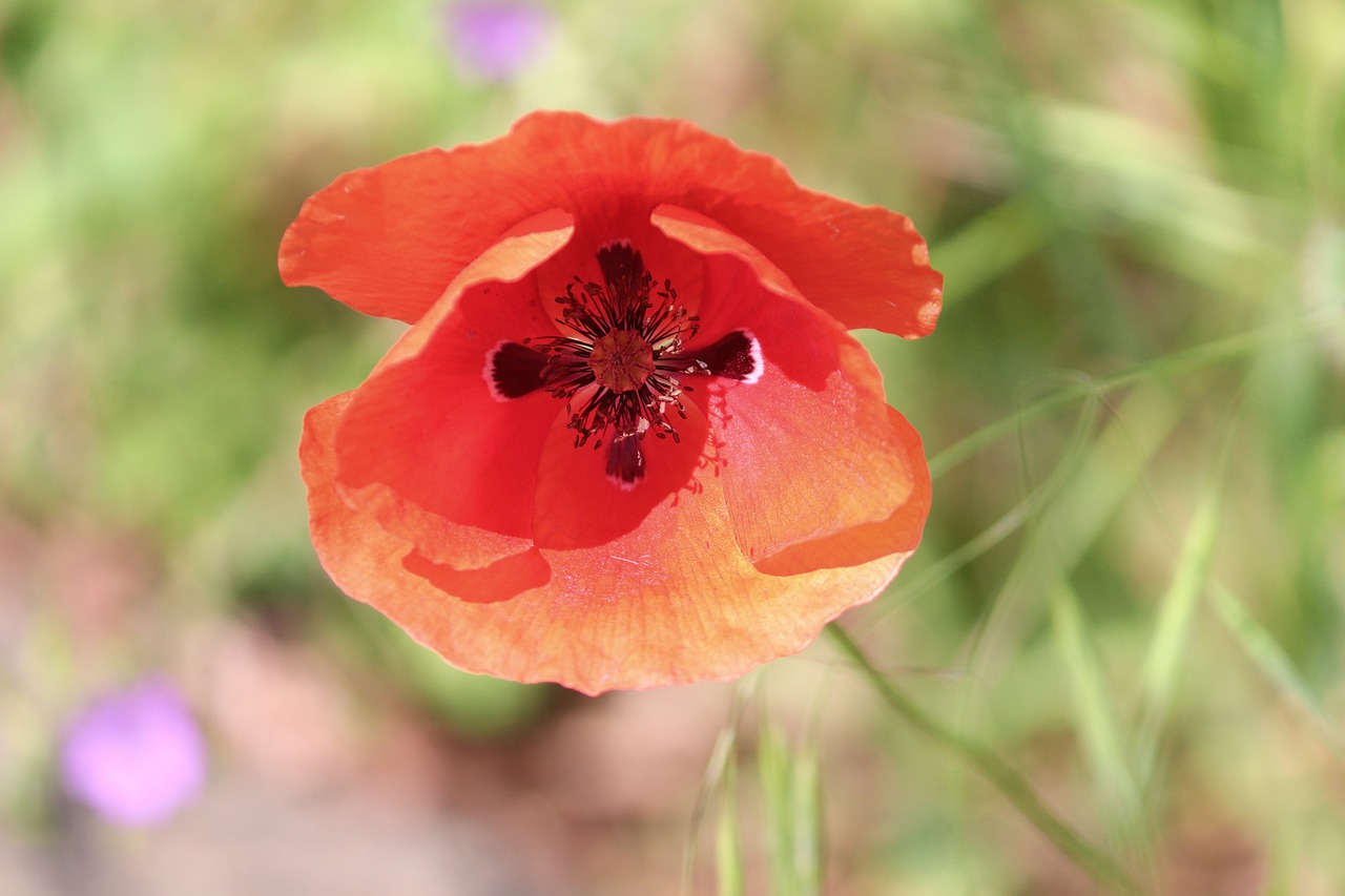 poppy  poppy flower  klatschmohn free photo