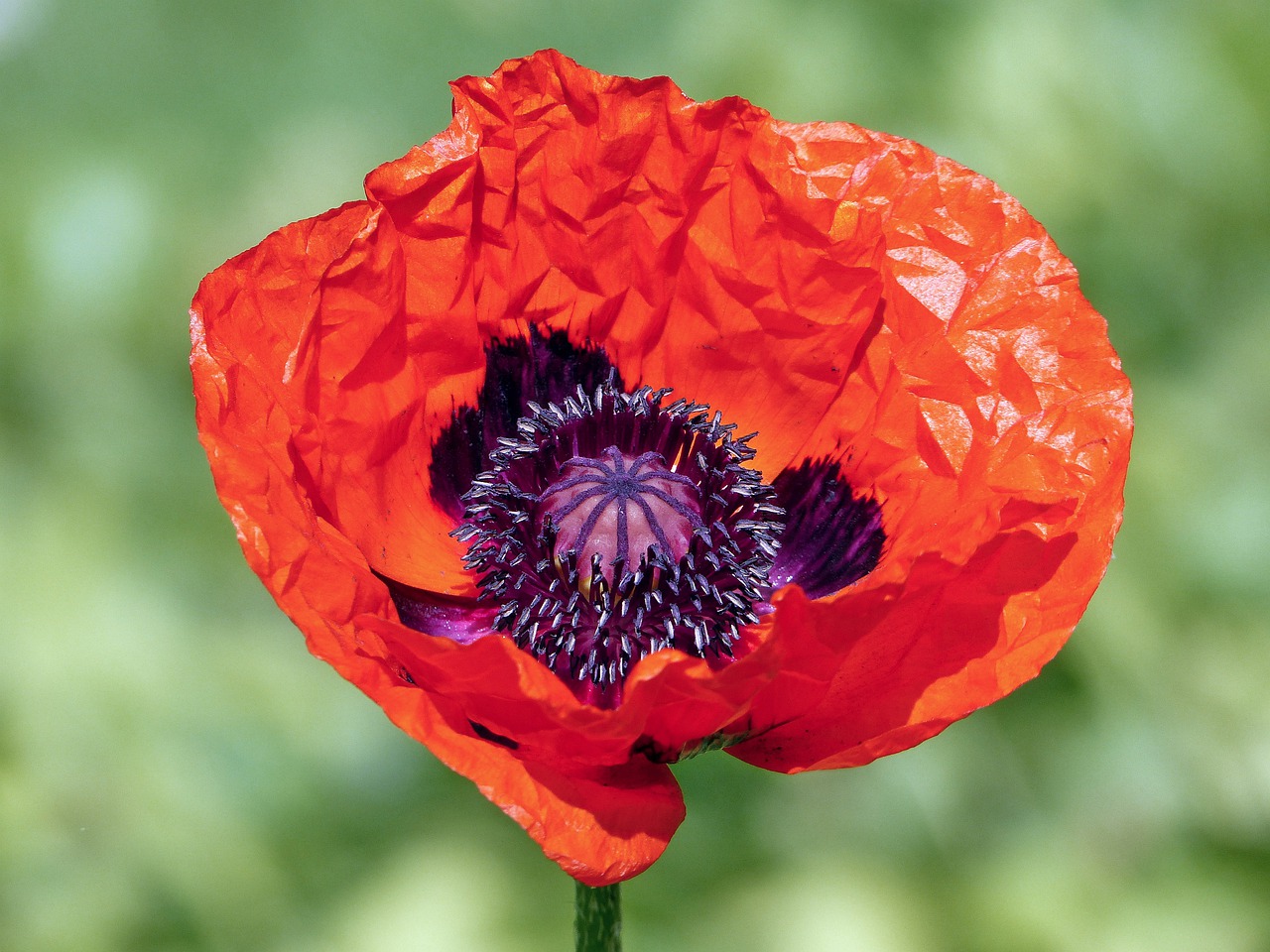 poppy  flower  wildflowers free photo