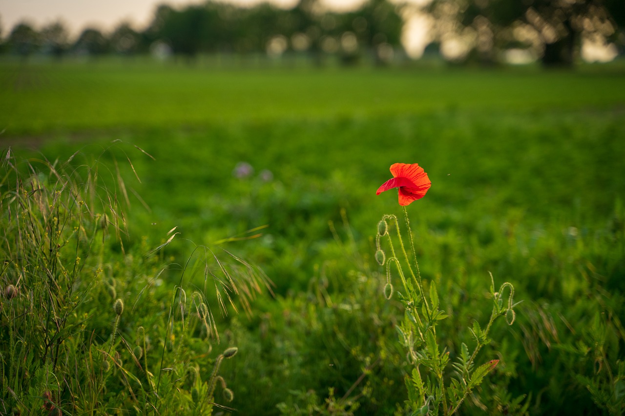 poppy  evening  meadow free photo