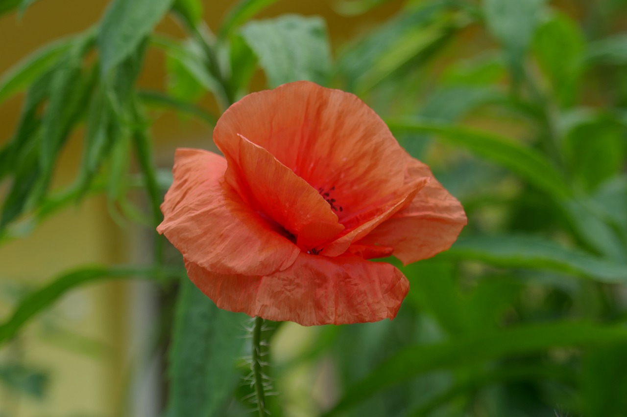 poppy  flower  red free photo