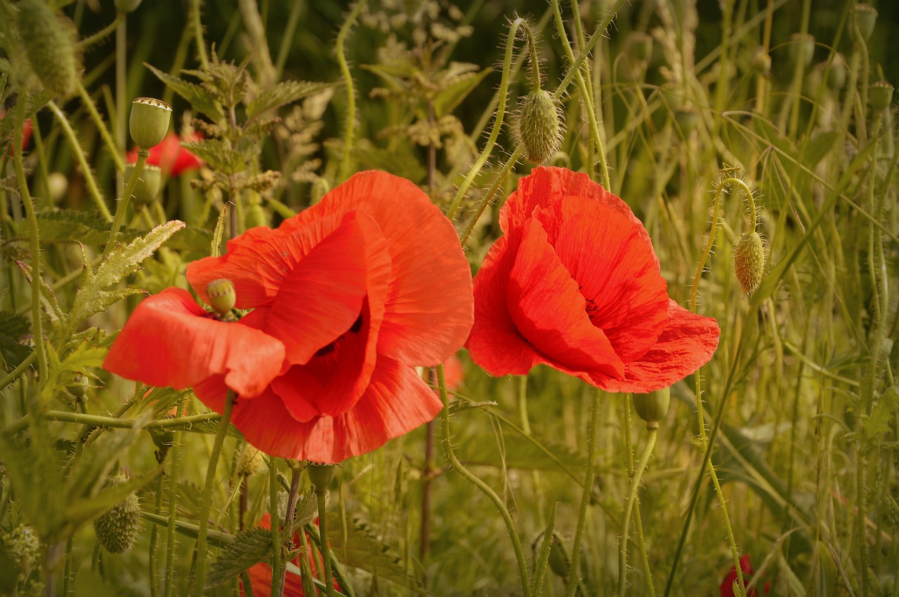 poppy  papaver  grassland plants free photo