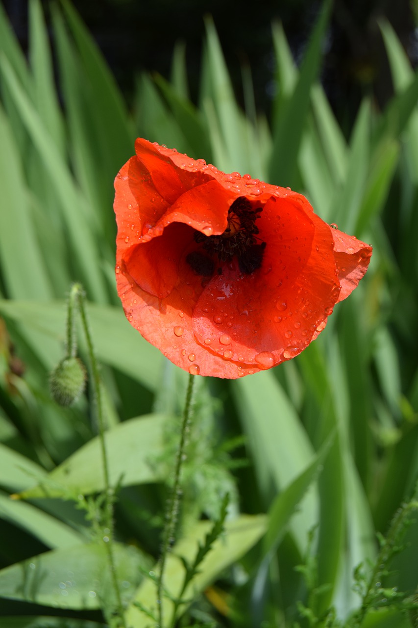 poppy  flower  red free photo