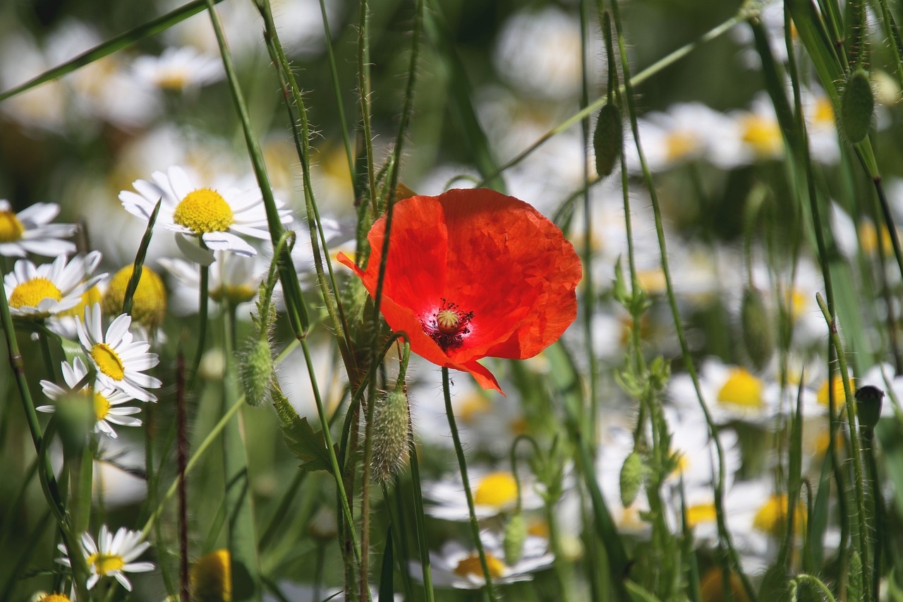 poppy  flower meadow  nature free photo