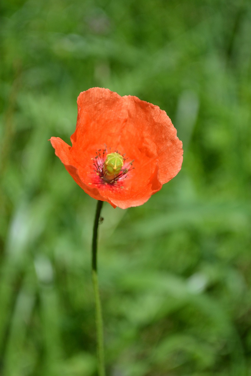 poppy  red  nature free photo