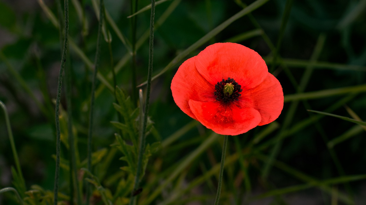 poppy  red  summer free photo