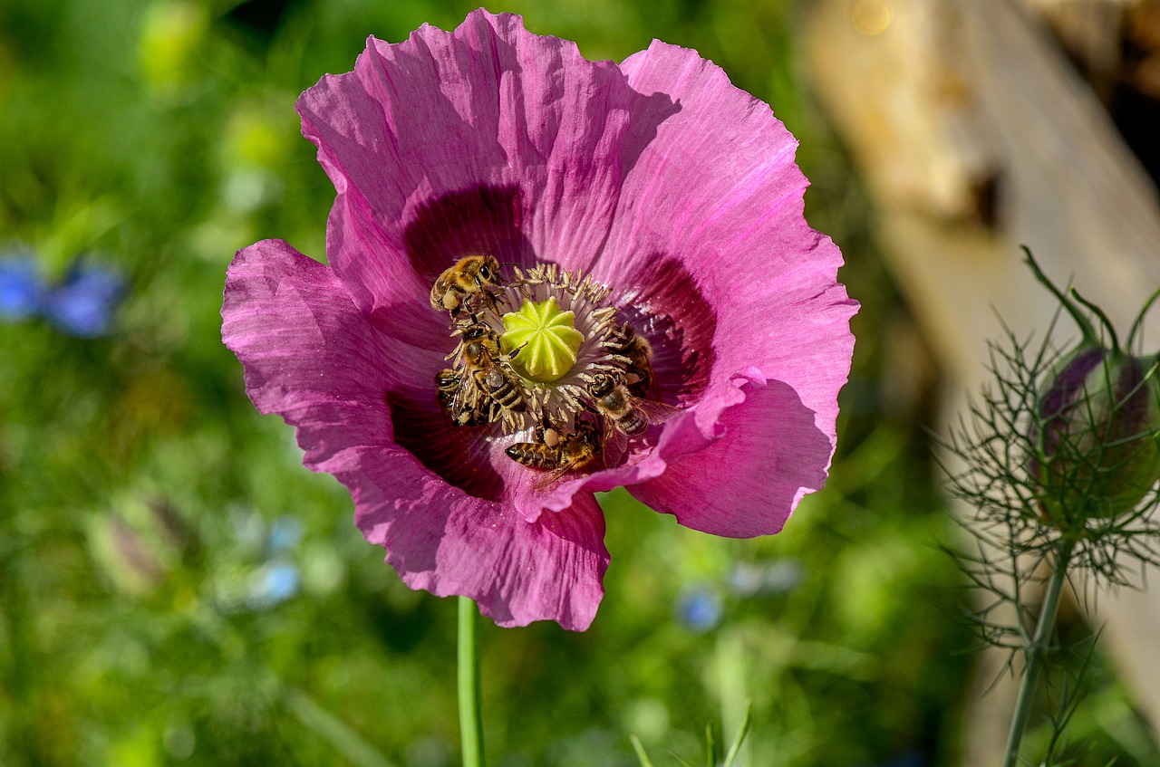 poppy  bees  nectar free photo