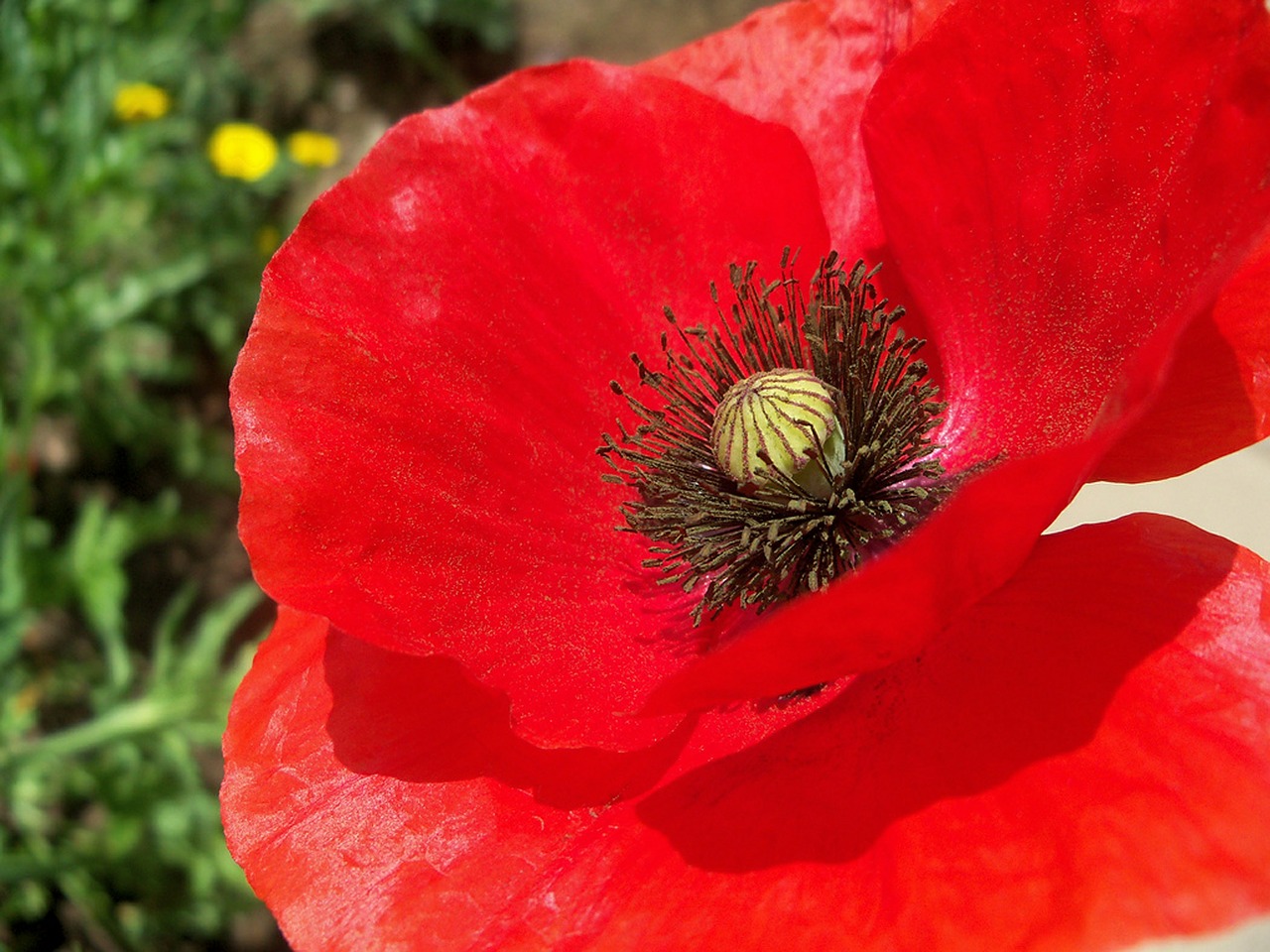 poppy floral plant free photo