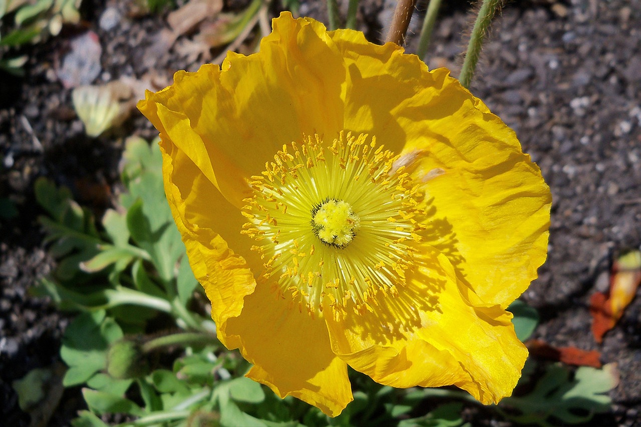 poppy yellow flower free photo