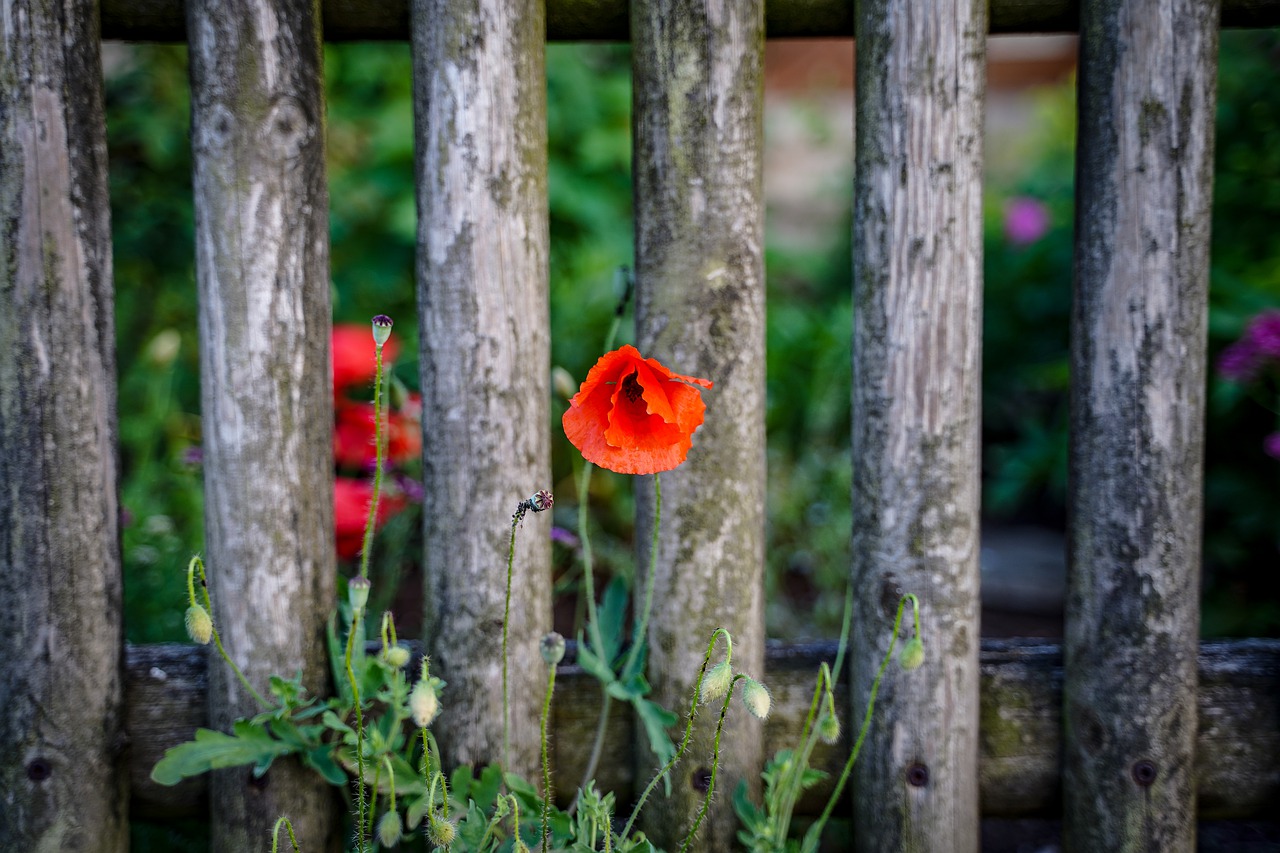 poppy  klatschmohn  field of poppies free photo