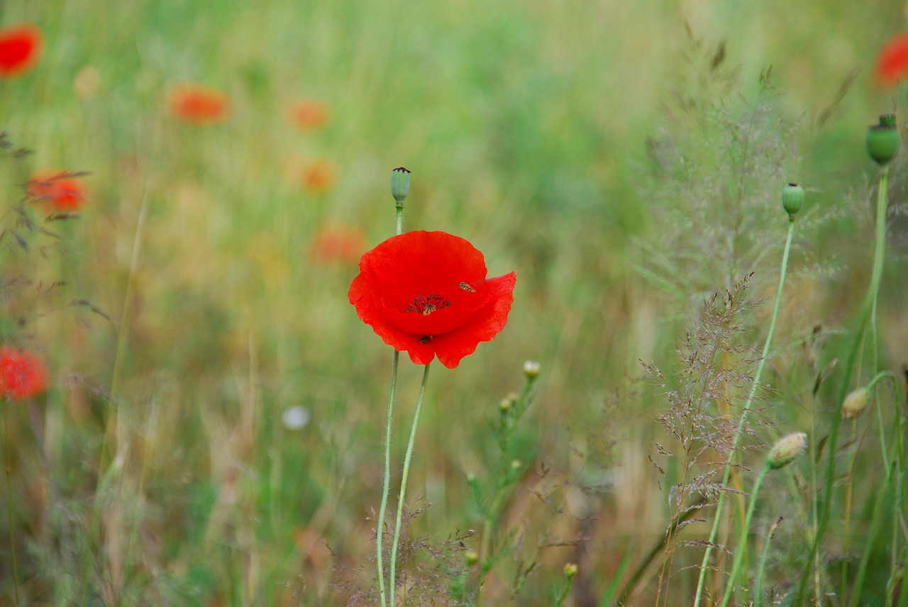 poppy  poppies  flower free photo