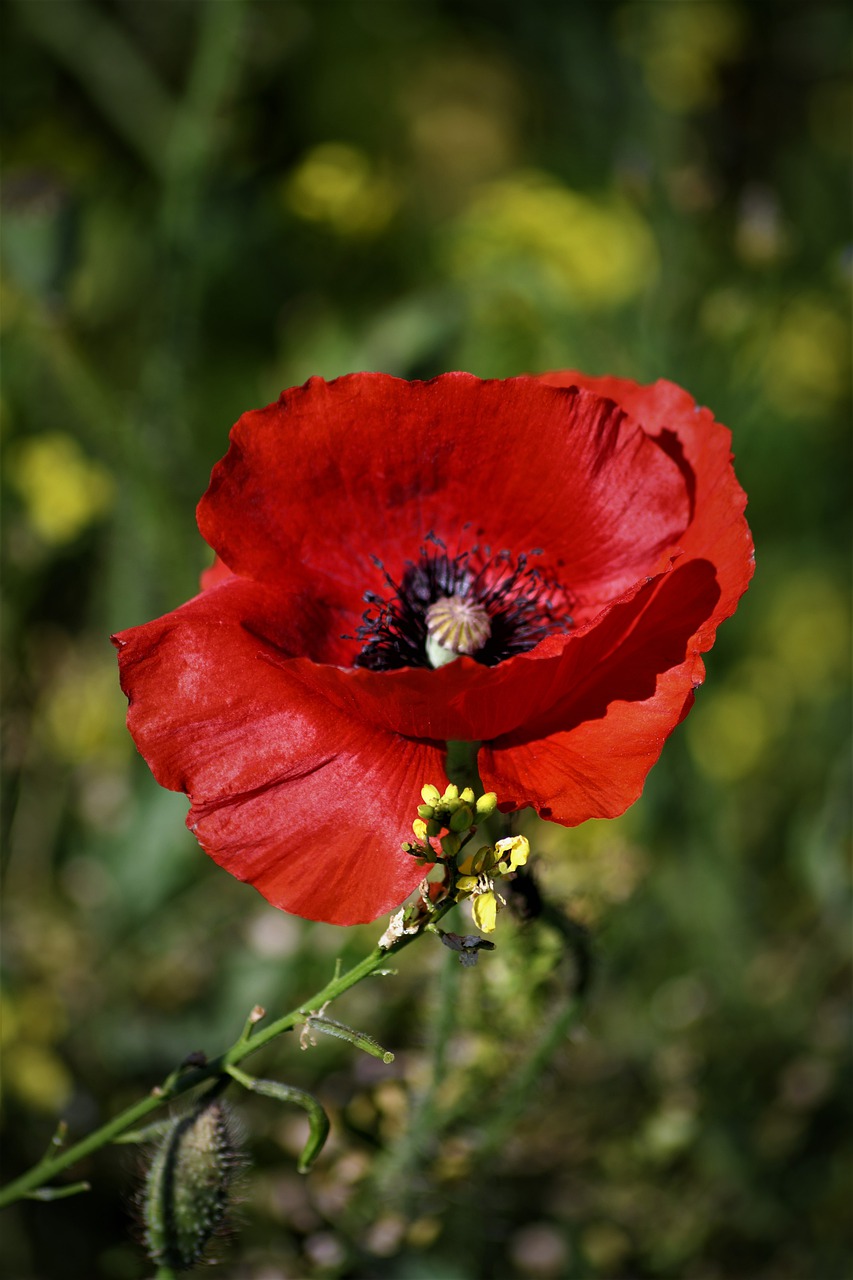 poppy  klatschmohn  red free photo