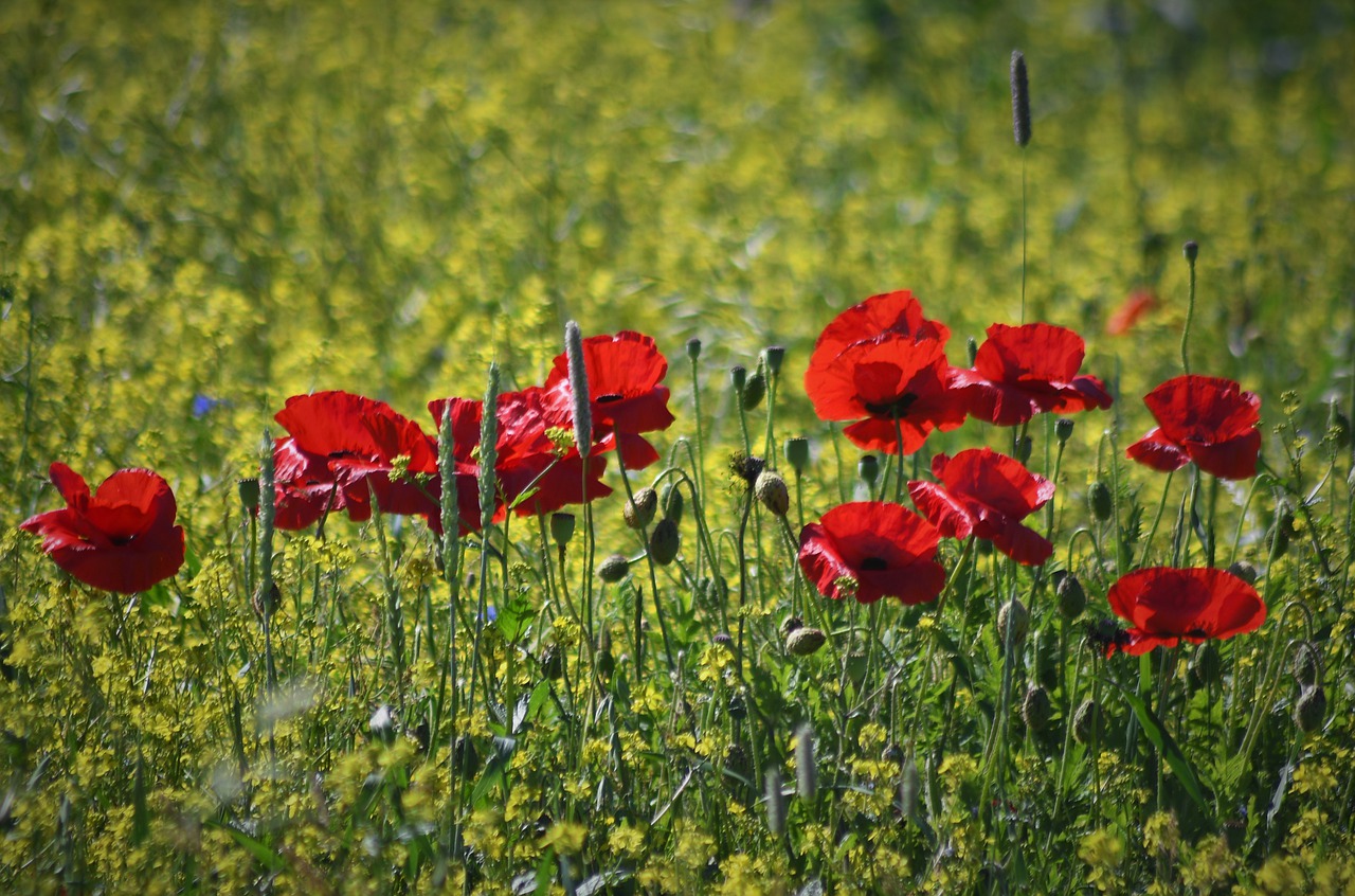 poppy  klatschmohn  red free photo