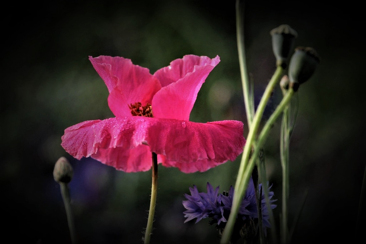 poppy  flowers  red free photo