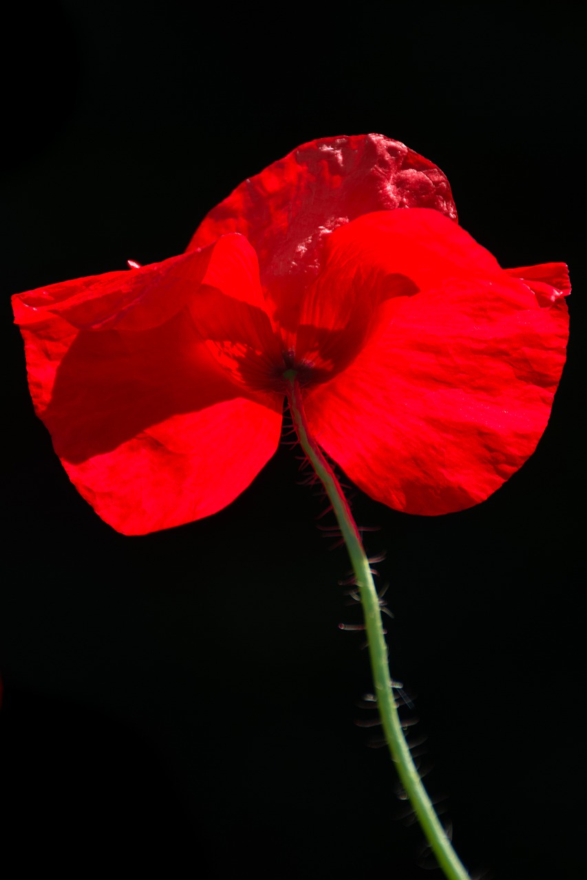 poppy  flower  nature free photo