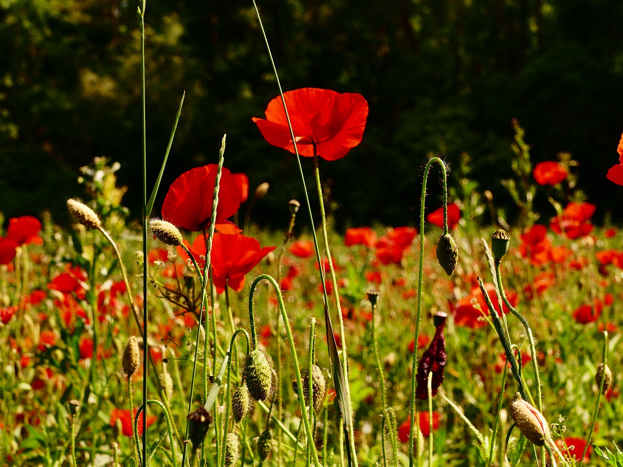 poppy  divý  flower free photo