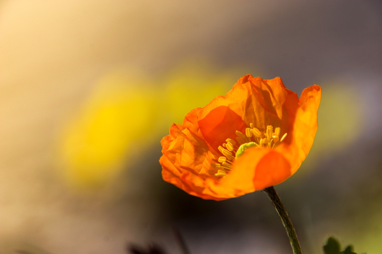 poppy  flower  dolomites free photo