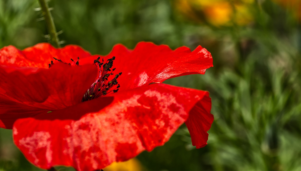 poppy  klatschmohn  red free photo