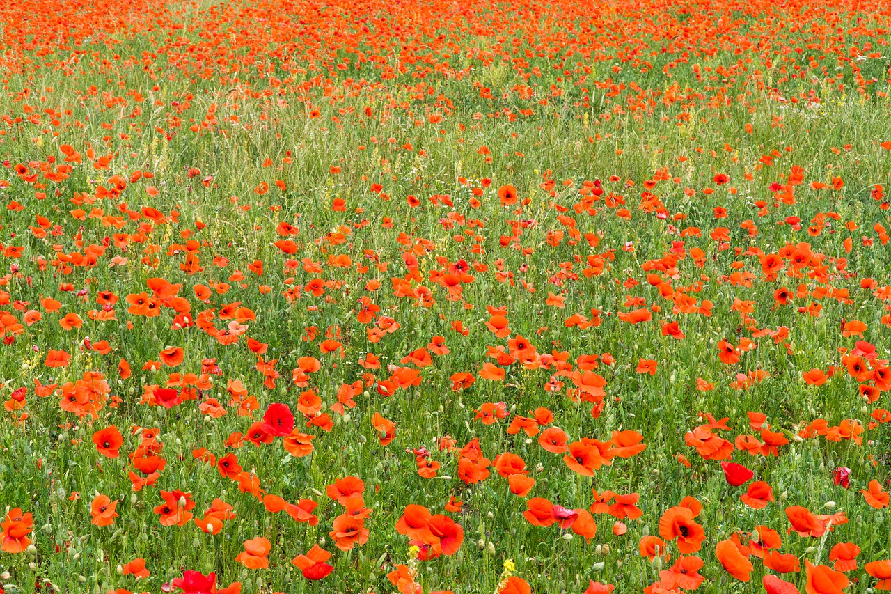 poppy  poppies  poppy field free photo