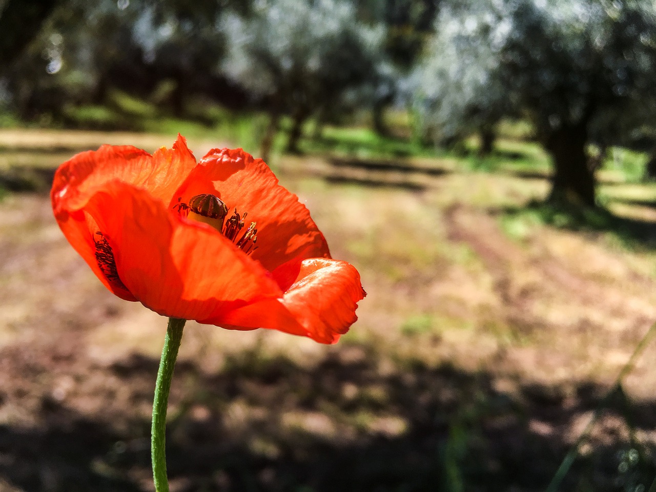 poppy  field  olive trees free photo