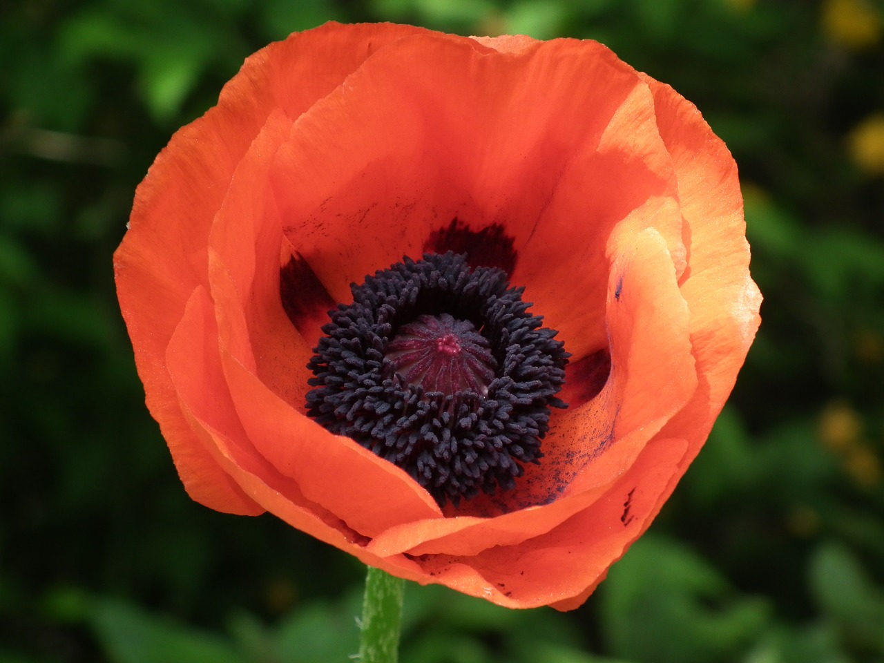 poppy poppy flower free pictures free photo