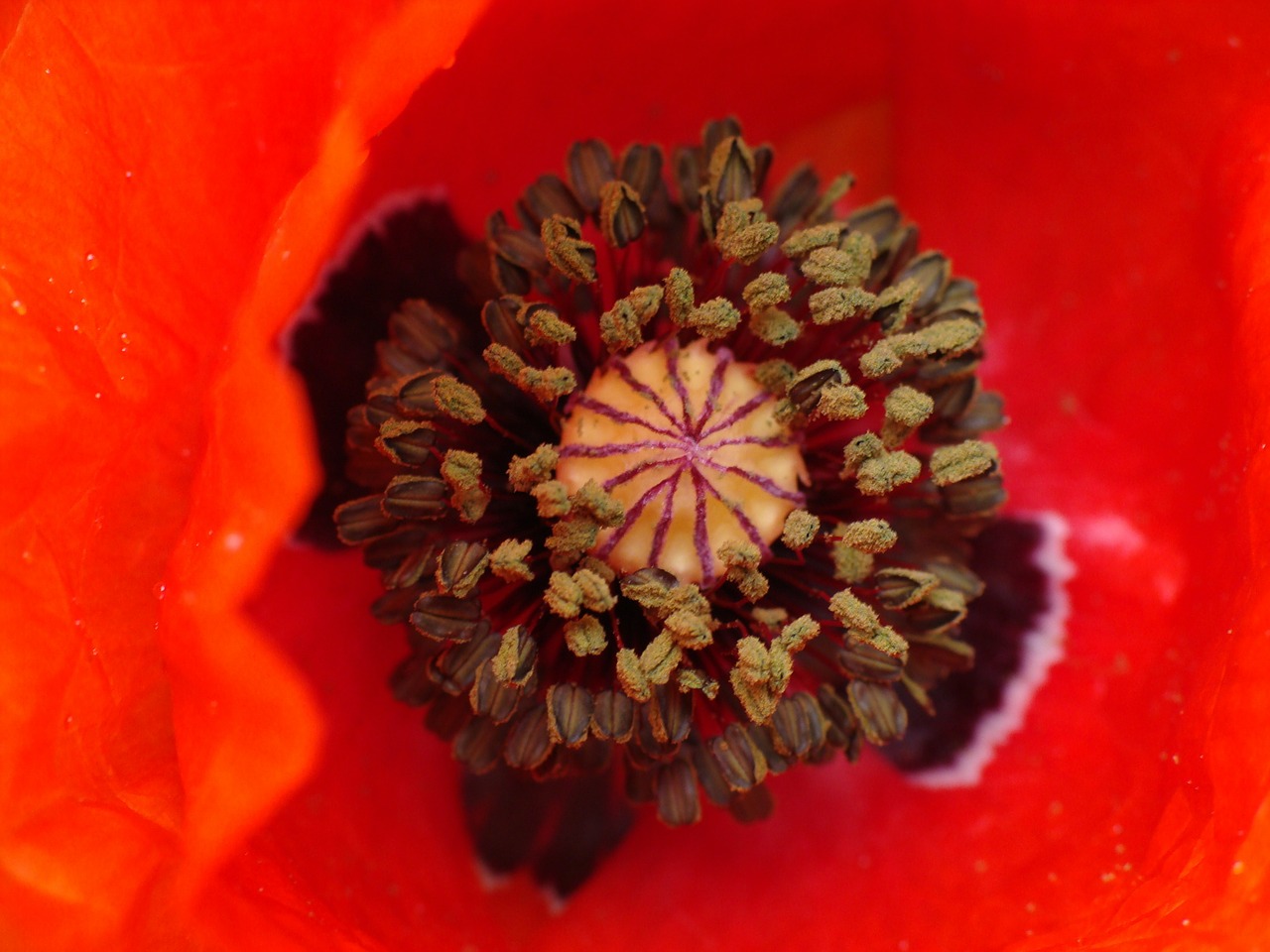 poppy flower nature free photo