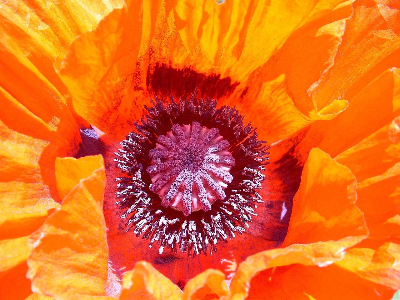 poppy blossom bloom free photo