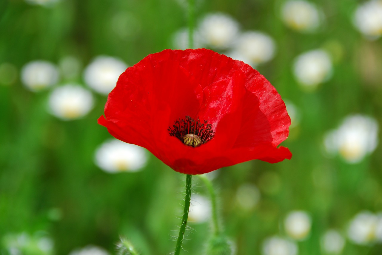 poppy poppy flower flower field free photo