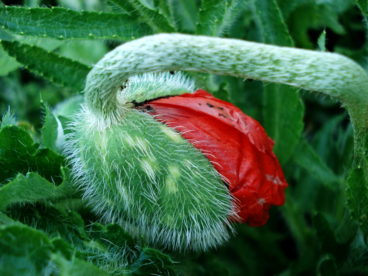 poppy bud poppy red flower free photo