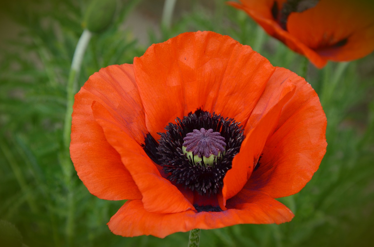 poppy klatschmohn red free photo