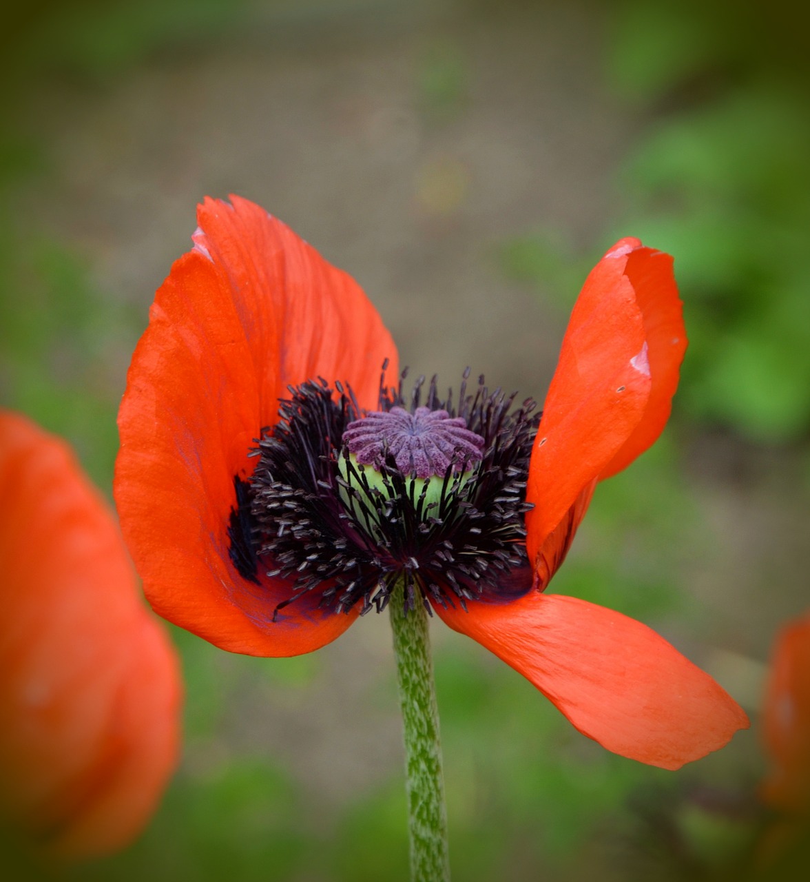 poppy klatschmohn red free photo